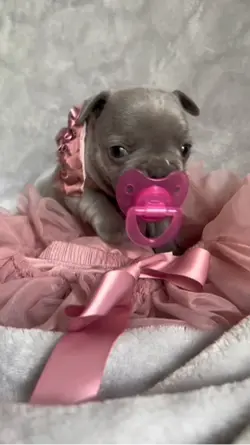 Frenchie puppy
