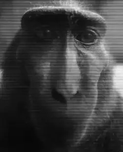 Monkey edit