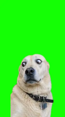Dog Faces
