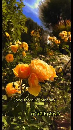 สวัสดี Good Morning