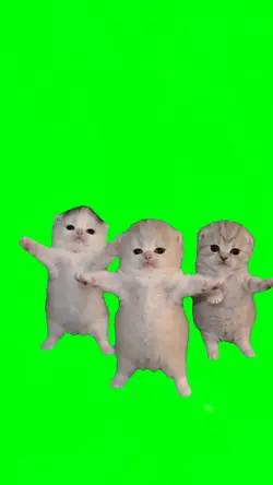 KITTEN DANCE TRIO