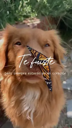 te fuiste