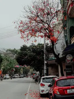 1foto