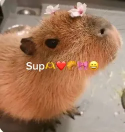 Sup