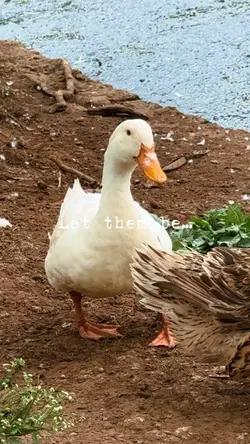 Let them be 