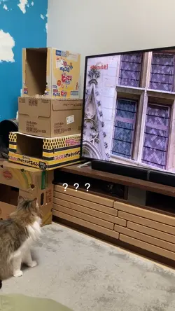 猫動画