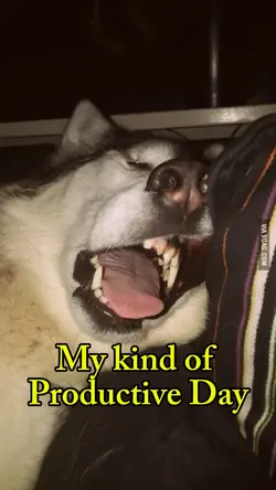 SLEEPY DOG