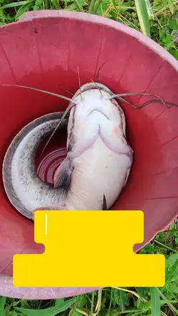 Hasil Tangkapan