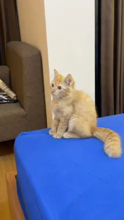 Anjg Ku Ayang Ku 