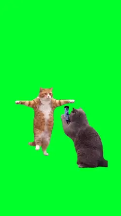Cats making tiktok
