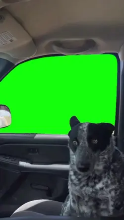 dog meme
