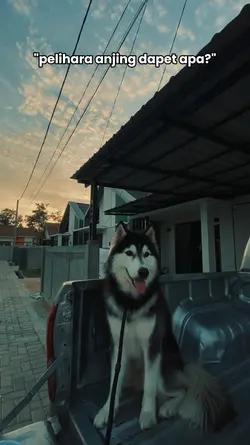 Pelihara anjing