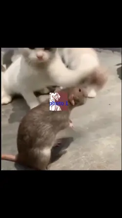 Defenseless rat edit