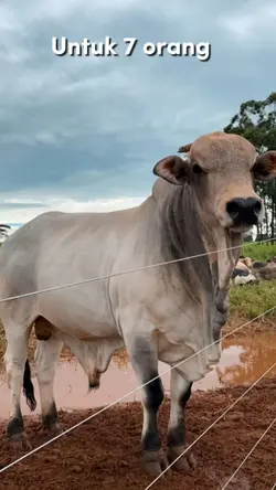 Untuk Kamu Seorang 