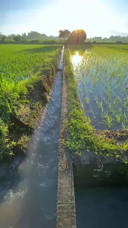 ស្រុកស្រែ