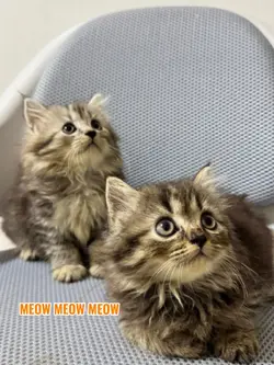 Cat lover meow