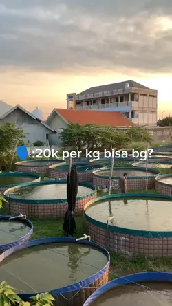 stecu stecu jj viral