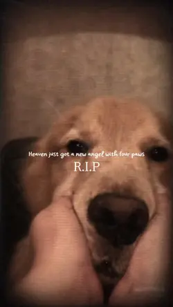 Dog RIP