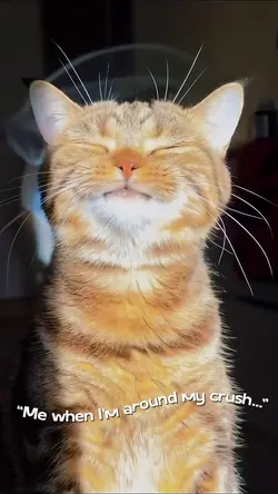 cat transition 