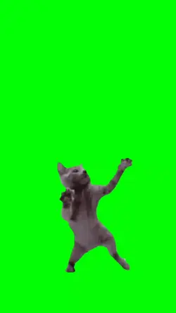cat dancing