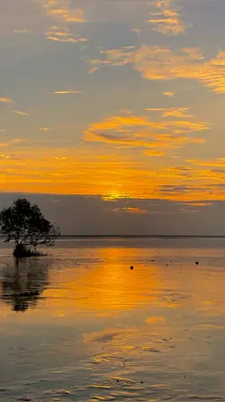filter senja