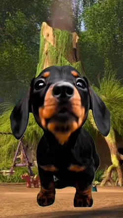 zezinho dog