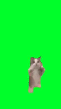 Happy Happy cat