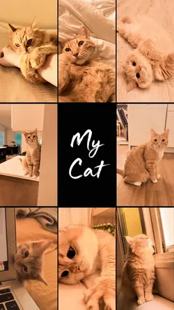 My Cat 