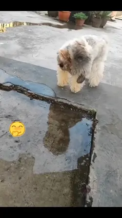cachorrinho