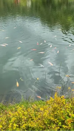 P Mancing