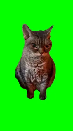 Angery cat GS