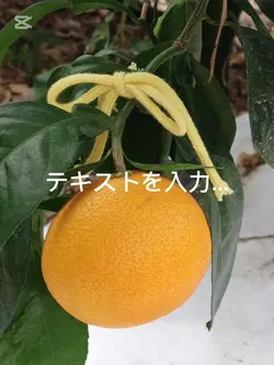 柑橘農家（寿まどんな）