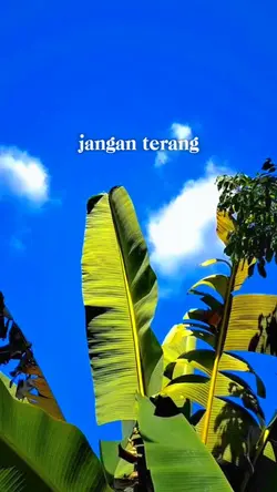 Jangan terang