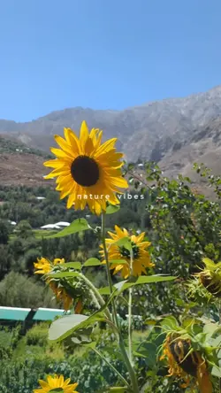 nature vibes