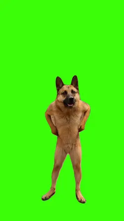 Dog/Cachorro.