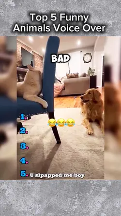 Funny animals #4