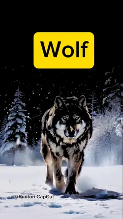Wolf Puntori 
