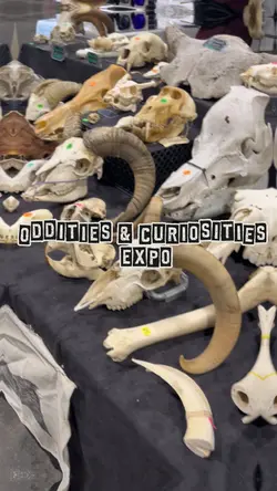 Oddities exhibition 