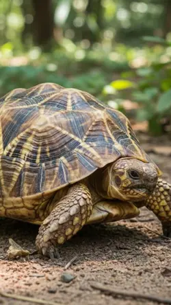turtle