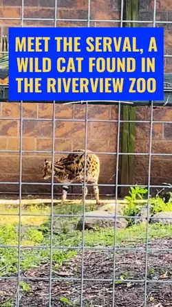 Animal Lover