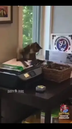 that's cat /dog