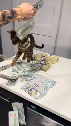 Luxury lifestyle HD