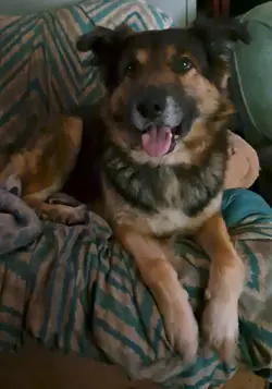 The love of a dog
