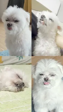귀여운 화면분할 콜라주 템플릿