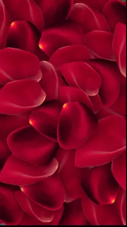 Rose Petals