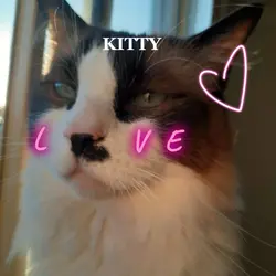 Kitty love
