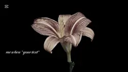 flower dying