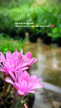 hoa cỏ slow màu