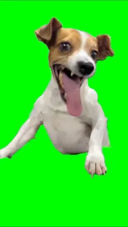 Dog Laughing Meme