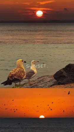 sunset 